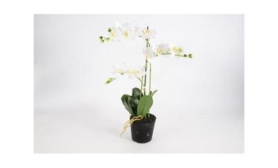 3 tak Phalaenopsis wit 63 cm