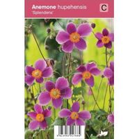 Herfstanemoon (anemone hupehensis "Splendens") najaarsbloeier - 12 stuks