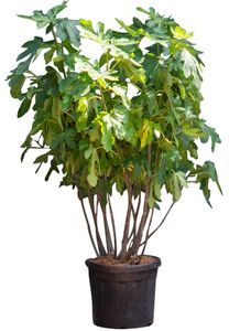 Vijgenboom meerstammig Ficus carica 162,5 cm - Warentuin Natuurlijk