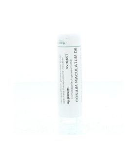 Conium maculatum D6