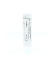 Conium maculatum D6