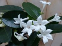 Stephanotis Floribunda - Warentuin natuurlijk