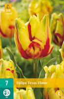 Tulp Texas flame 7 bollen