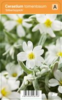 Vips Cerastium tomentosum Silberteppich - Hoornbloem