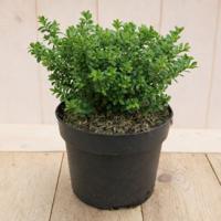 Hebe Golden Dome 30 cm groenblijvend vaste plant witte bloem Warentuin Natuurlijk - Warentuin natuurlijk