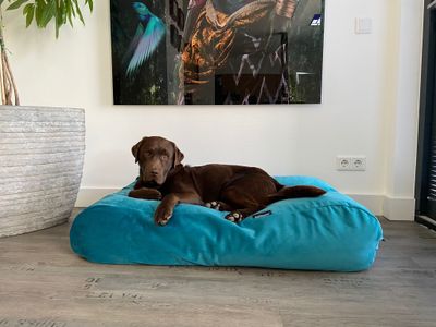 Dog's Companion® Hondenbed strong turquoise velvet