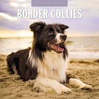 Border Collie Kalender 2026