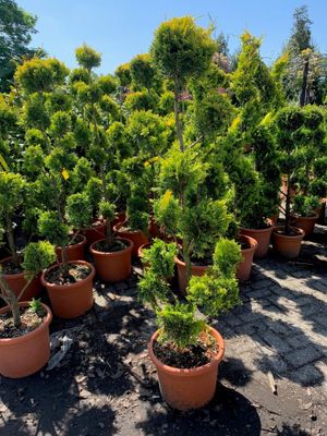 Pon pon gele conifeer