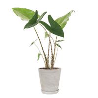Alocasia Zebrina in sierpot (grijs) - P 21 cm