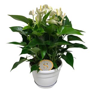Anthurium &apos;White Champion&apos; (Flamingoplant) - P 20 cm