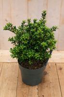 Japanse hulst Ilex crenata Twiggy 40 cm Warentuin Natuurlijk - Warentuin natuurlijk