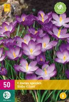 Crocus species ruby giant 50 bollen