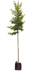 Portugese laurier Tico hoogstam Prunus lus. Tico h 275 cm st. omtrek 6 cm - Warentuin Natuurlijk