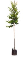 Portugese laurier Tico hoogstam Prunus lus. Tico h 275 cm st. omtrek 6 cm - Warentuin Natuurlijk