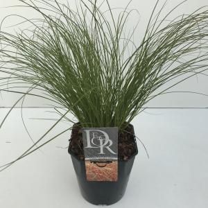 Zegge (Carex testacea "Prairie Fire") siergras - In 5 liter pot - 1 stuks