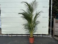 Palmboom - Goudpalm - thumbnail