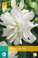 Lilium lotus ice JUB 1 bloembol - Jub