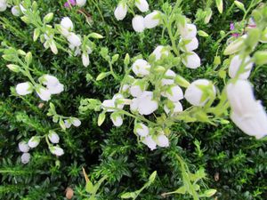 Witte Ierse heide