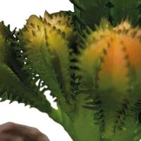Repto Aquadistri plant cactus - Aquadistri