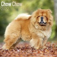 Kalender 2026 Chow Chow