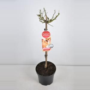 Grootbloemige roos op stam Parfum de Nature (rosa "Annapurna"®) - Op stam 70 cm - 1 stuks