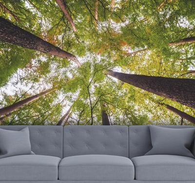 Grote bomen in boslandschap fotobehang