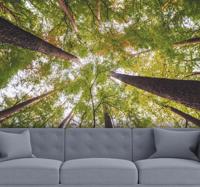 Grote bomen in boslandschap fotobehang