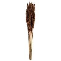 Droogbloemen pluim - bruin - 70 cm - Leen Bakker - thumbnail