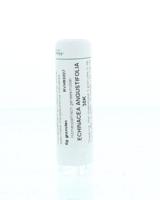 Homeoden Heel Echinacea angustifolia 30K 6 Gram