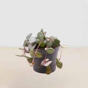 Mini Ceropegia
