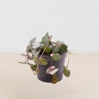 Mini Ceropegia Mini Ceropegia