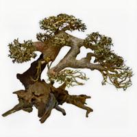 Superfish Bonsai Driftwood L - Groot, Handgemodelleerd, Natuurzuiverende Aquarium Decoratie