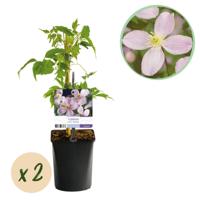 Green boutiQ - Klimplant - Clematis montana Rubens - Bloem Roze - Vroegbloeiend - Weinig onderhoud -2 planten - Pot 11cm Hoogte 40cm Green boutiQ - Klimplant - Clematis montana Rubens - Bloem Roze - Vroegbloeiend - Weinig onderhoud -2 planten - Pot 11cm Hoogte 40cm