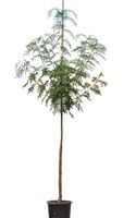 Lijsterbes Dodong Sorbus Dodong 250 cm - Warentuin Natuurlijk - thumbnail