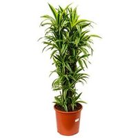 Dracaena lemon lime multi M kamerplant - thumbnail