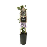 Paarse passiebloem (Passiflora "Amethyst") klimplant - thumbnail