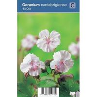 Ooievaarsbek (geranium cantabrigiense "St. Ola") schaduwplant - 12 stuks