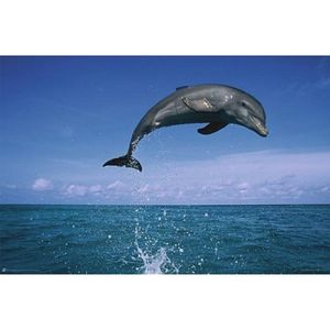 Poster dolfijnen 61 x 91,5 cm   -