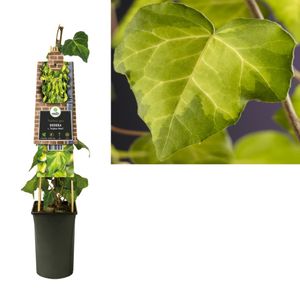 Klimplant Hedera c. Sulphur Heart 75 cm - Van der starre