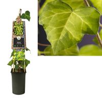 Klimplant Hedera c. Sulphur Heart 75 cm - Van der starre