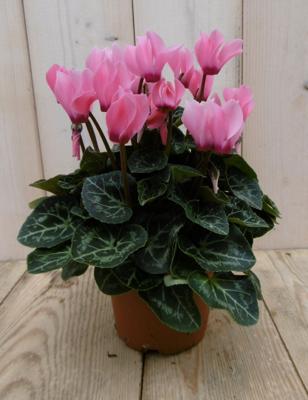 3 stuks! Patio Cyclaam roze/donker-roze - Warentuin natuurlijk