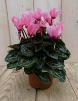 3 stuks! Patio Cyclaam roze/donker-roze - Warentuin natuurlijk