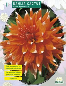 Zomer Bloembollen Dahlia Cactus Colour Spectacle per 1 - Baltus