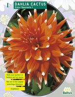 Zomer Bloembollen Dahlia Cactus Colour Spectacle per 1 - Baltus