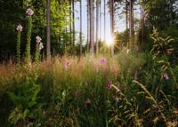 Komar Home; Komar Colours Fotobehang Summer Glade - X7-1005