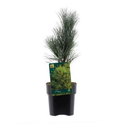 Pijnboom