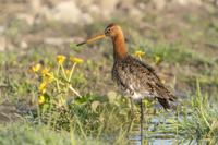 Tuinschilderij limosa lim 130x70 - Customize it