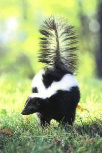 Skunk (stinkdier)