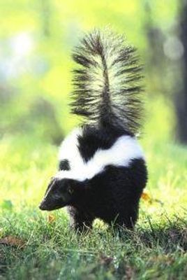 Skunk (stinkdier)