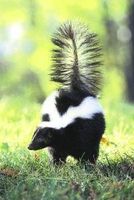Skunk (stinkdier)